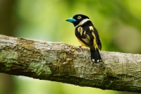 Lobos zlutocerny - Eurylaimus ochromalus - Black-and-yellow Broadbill o7064